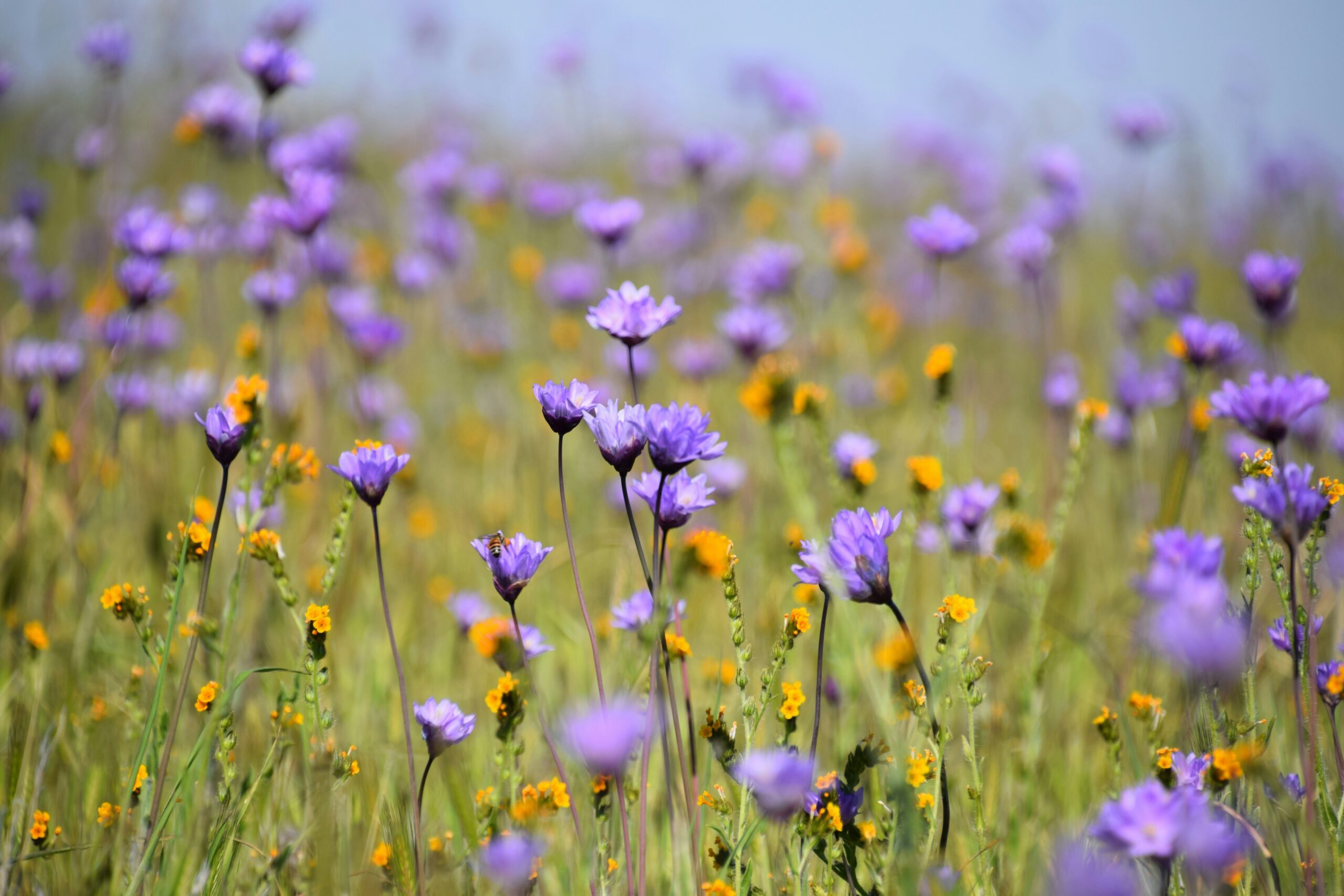 A field of purple summer flowers.